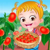 play Baby Hazel Tomato Farming game