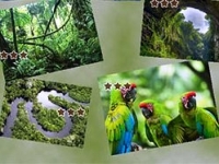 play Jigsaw Puzzle Rain Forest game