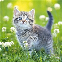 play Kittens Jigsaw game